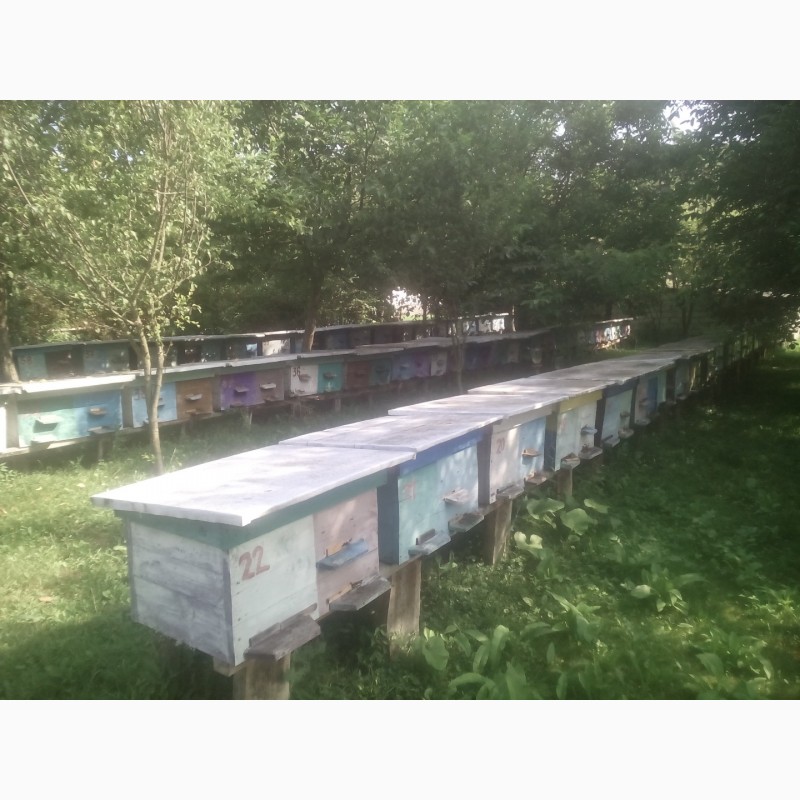 Фото 17. Продам Бджолопакети карпатської породи 2019