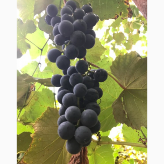 Продам виноград з власних виноградників на вино оптом