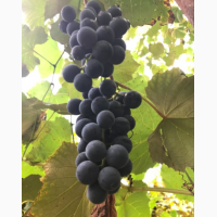 Продам виноград з власних виноградників на вино оптом