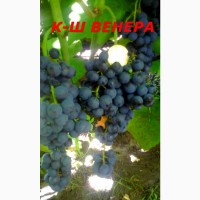 Черенки и саженцы винограда устойчивого к болезням
