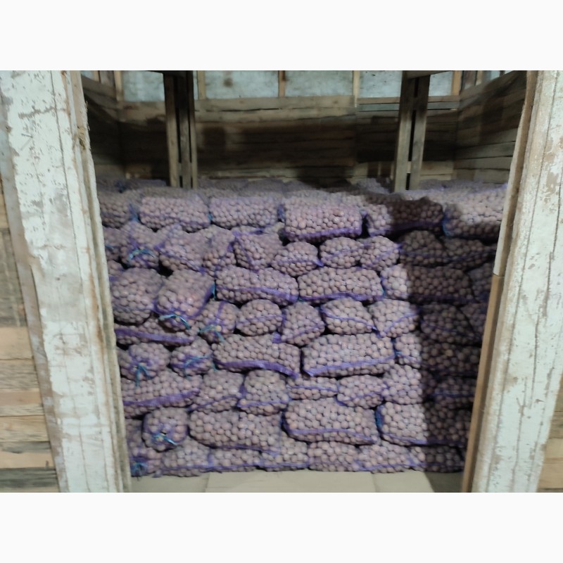 Фото 2. Продам семенной картофель 2021 год, сорт Королева Анна, сорт БЕЛА РОСА