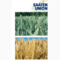 Озима Пшениця ГЮСТАВ (І Репродукція)