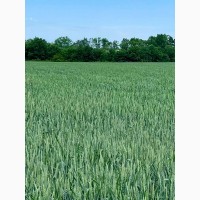 Озима пшениця АСТАРТА (еліта, урожай 2023 року)