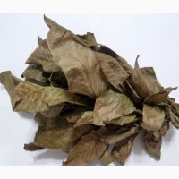 Грецкий орех (листья) фасовка от 100 грамм - 1 кг