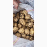 Продам молодую картошку
