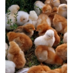 Цыплята-несушки Род-Айленд и Ломан-Брауд подрощенные.
