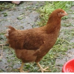 Цыплята-несушки Род-Айленд и Ломан-Брауд подрощенные.