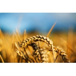 Высококачественные семена озимой пшеницы в Украине продажа оптом