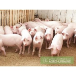 Продам свиней породы Ландрас