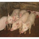 Продам белых украинских свиней