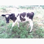 Продам корову+ телку и теленка