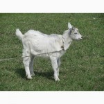 Продам недорого молодых дойных коз молочной породы