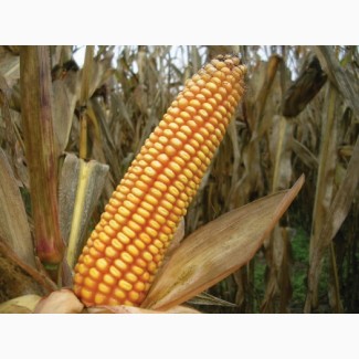 Семена кукурузы Ален ФАО 250 (Франция)