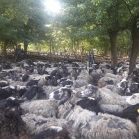 Продам овец баранов романовской породы на экспорт