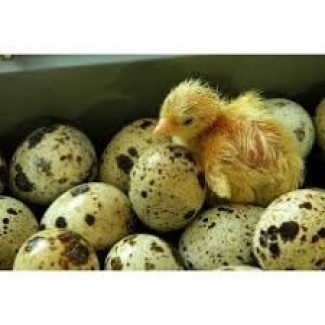Продам перепелинное инкубационное яйцо Техасец