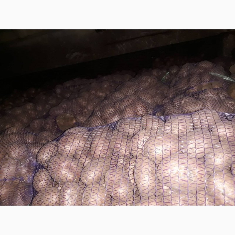 Фото 2. Продам картошку оптом. Урожай 2017 5-8 см по 2.50 грн/кг