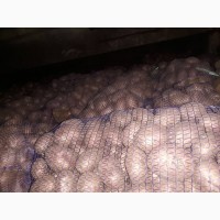 Продам картошку оптом. Урожай 2017 5-8 см по 2.50 грн/кг