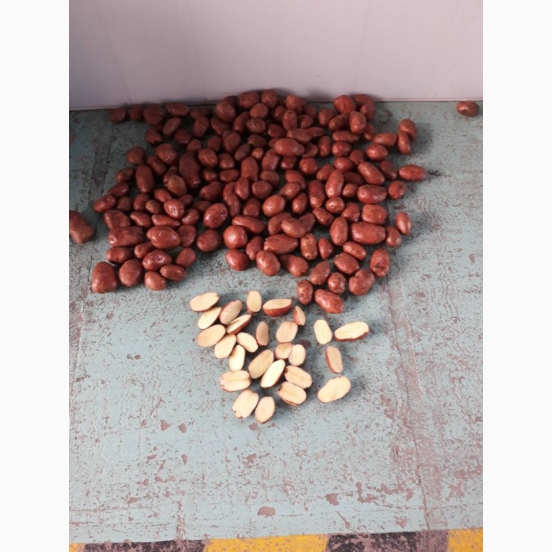 Фото 3. Продам картошку оптом. Урожай 2017 5-8 см по 2.50 грн/кг