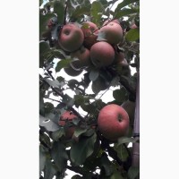 Продам яблоки сорта Фуджи Кику