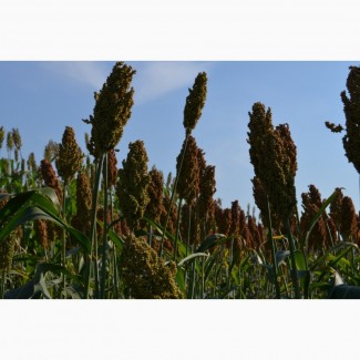 Насіння зернового сорго Ютамі, 100-105 днів