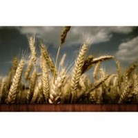 Семена озимой пшеницы сорт Чорнява, 1 репр., элита