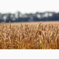 Насіння озимої пшениці. Іноземні та українські сорти
