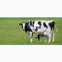 Премикс для дойных коров