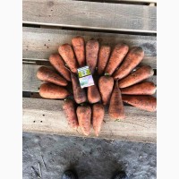 Морковь Продам