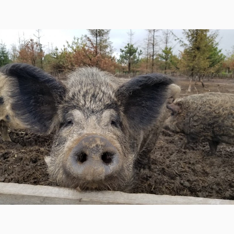 Продам свиней живой вес, жива вага — APKUA