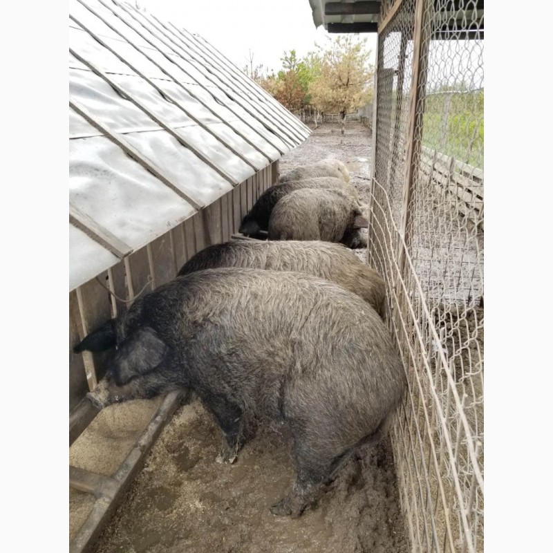 Фото 5. Продам свиней живой вес, жива вага