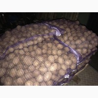 Продам картошку оптом (Белоруссия)