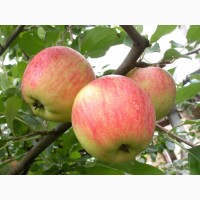 Продам яблоки из собственного сада, Винницкая обл