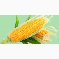 СРОЧНО продам канадский трансгенный гибрид кукурузы HYDRA FF-369 ФАО 250