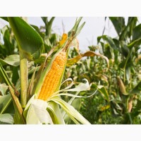Насіння кукурудзи Муасон ФАО 330 (екстра)