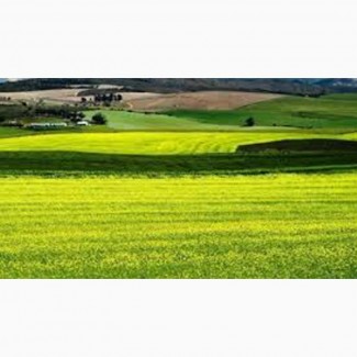 Куплю земли сельхозназначения в Харьковской области