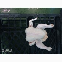 Продам курицу от производителя с 5 тонн