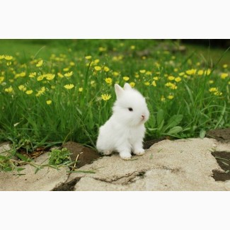 Продам полнорационный комбикорм для кроликов