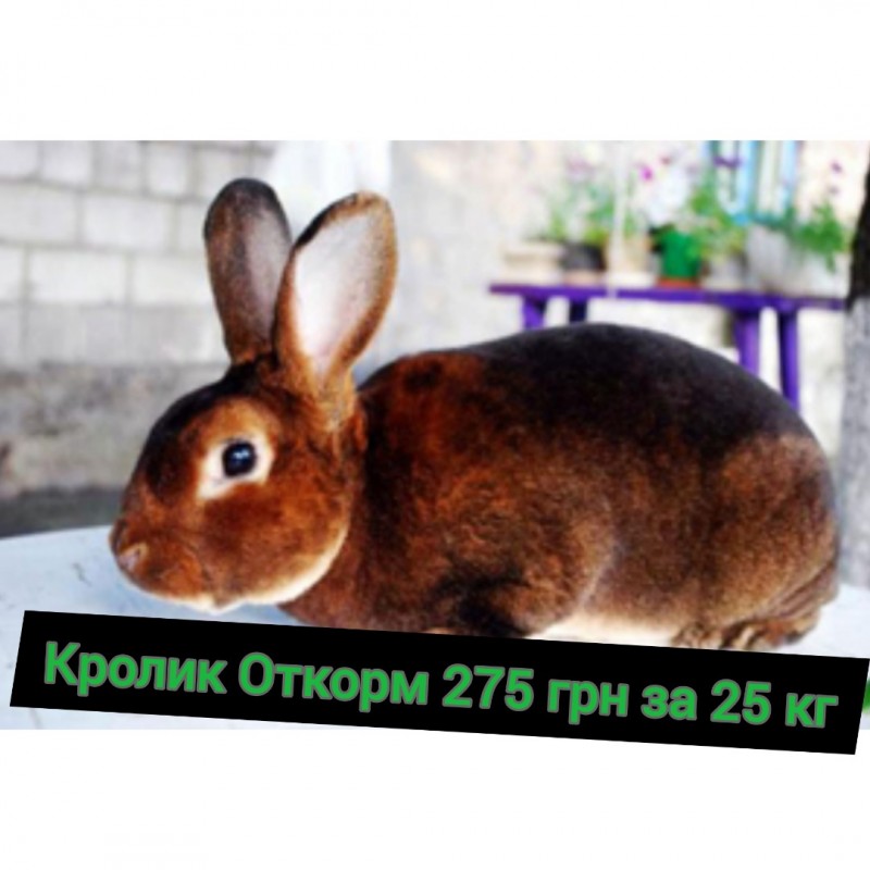 Фото 4. Продам полнорационный комбикорм для кроликов