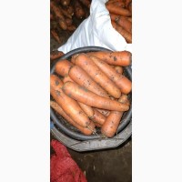 Продам морковку Абака