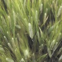 Реформ пшениця озима РЖТ