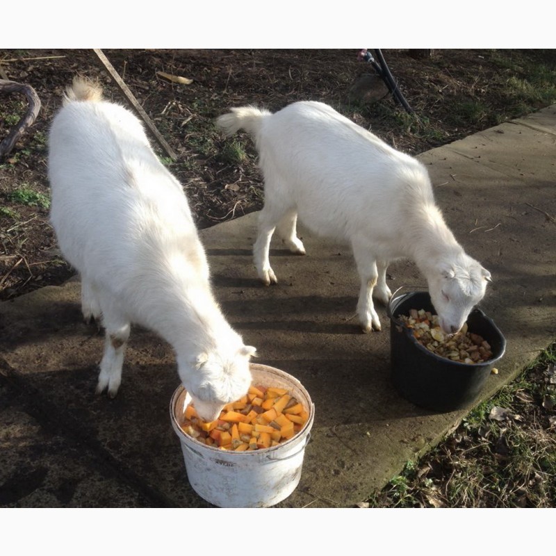 Фото 6. Продам породистых белых коз и козликов разного возраста этого года - порода ламанча