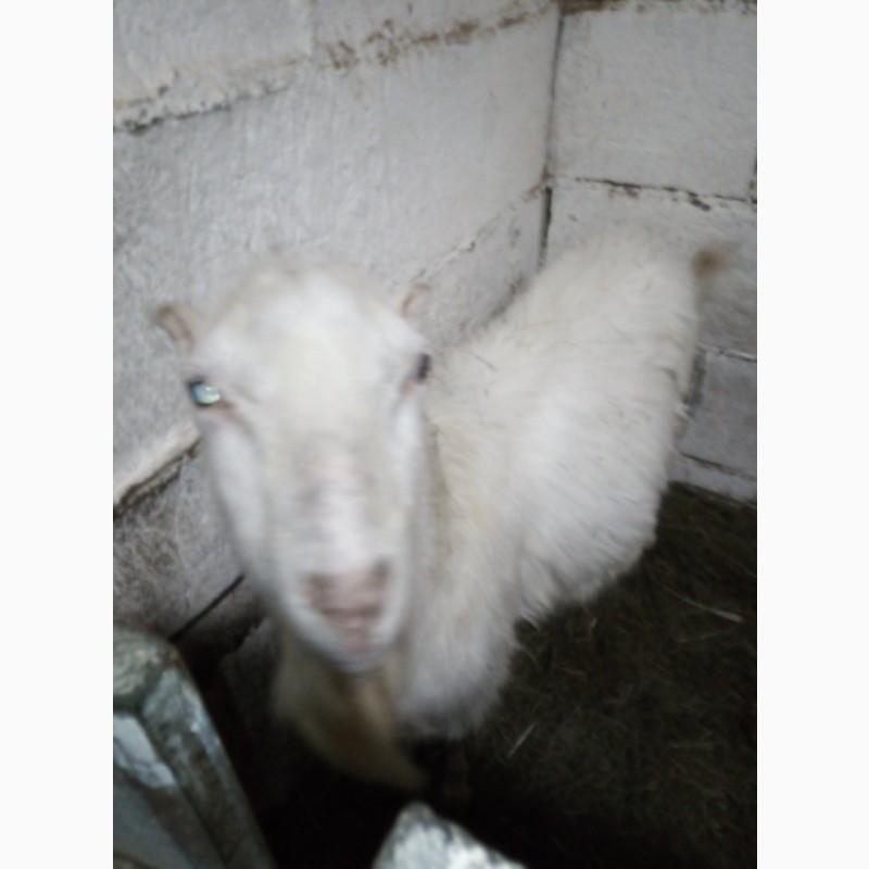 Фото 4. Продам породистых белых коз и козликов разного возраста этого года - порода ламанча