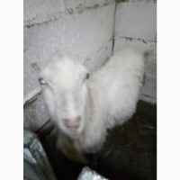Продам породистых белых коз и козликов разного возраста этого года - порода ламанча
