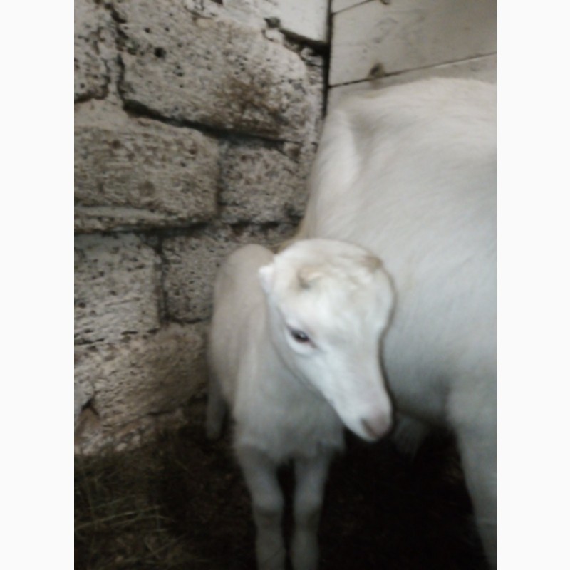 Фото 5. Продам породистых белых коз и козликов разного возраста этого года - порода ламанча