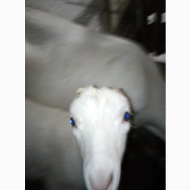 Фото 3. Продам породистых белых коз и козликов разного возраста этого года - порода ламанча