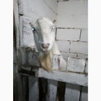 Продам породистых белых коз и козликов разного возраста этого года - порода ламанча