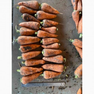 Продам морковь оптом, морковка Харьков, товарная морковь