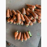 Продам морковь оптом, морковка Харьков, товарная морковь