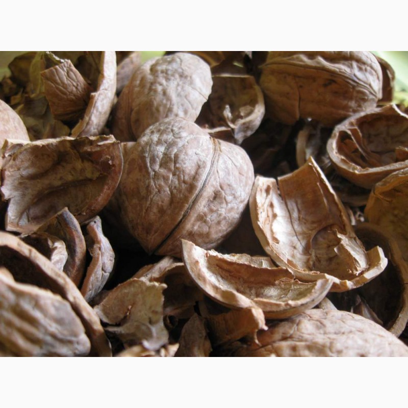 Скорлупа грецкого ореха лечебные свойства