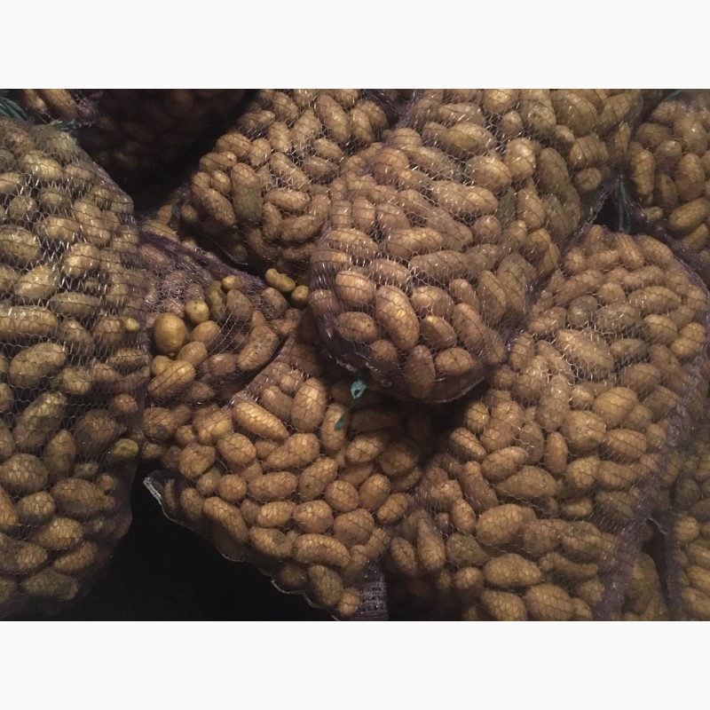 Фото 5. Продам семенной картофель, сорт Гранада, Коннект
